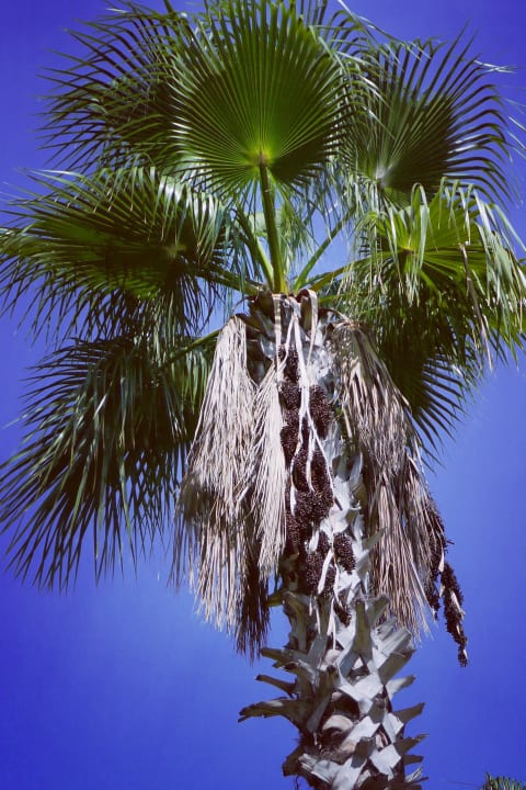 Gartenanlage Royal Seginus