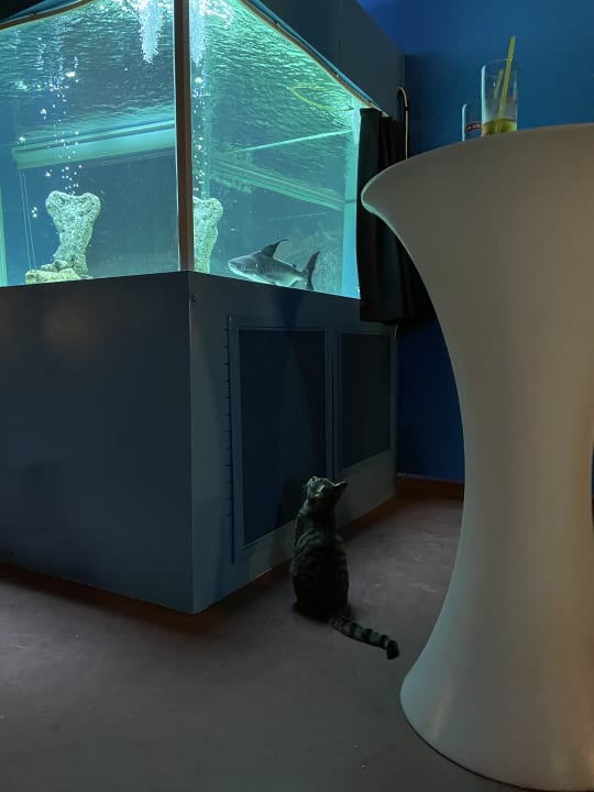 Sonstiges Granada Luxury Okurcalar