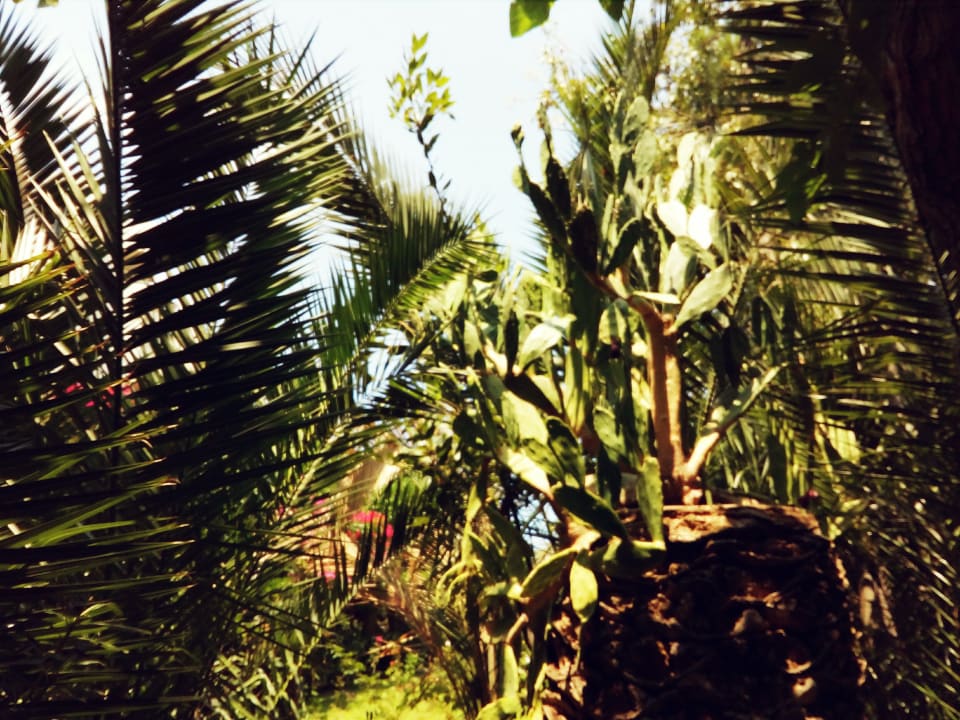 Gartenanlage Apollonia Beach Resort & Spa