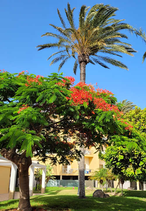 Gartenanlage SBH Costa Calma Beach Resort
