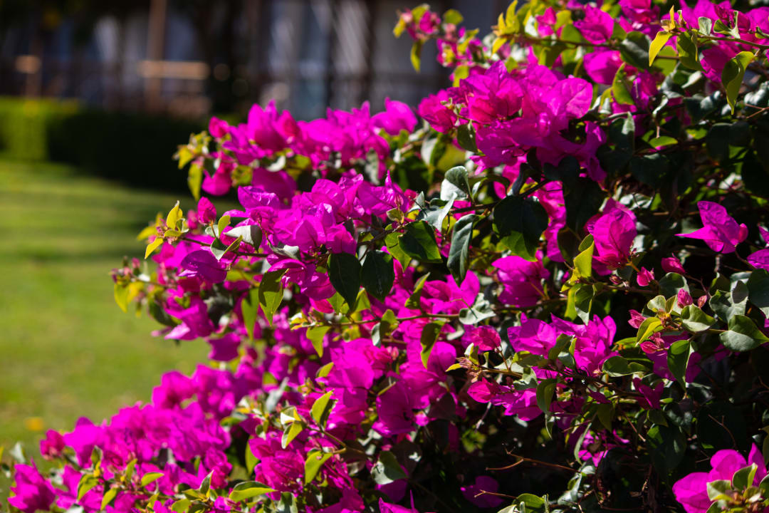 Gartenanlage Desert Rose