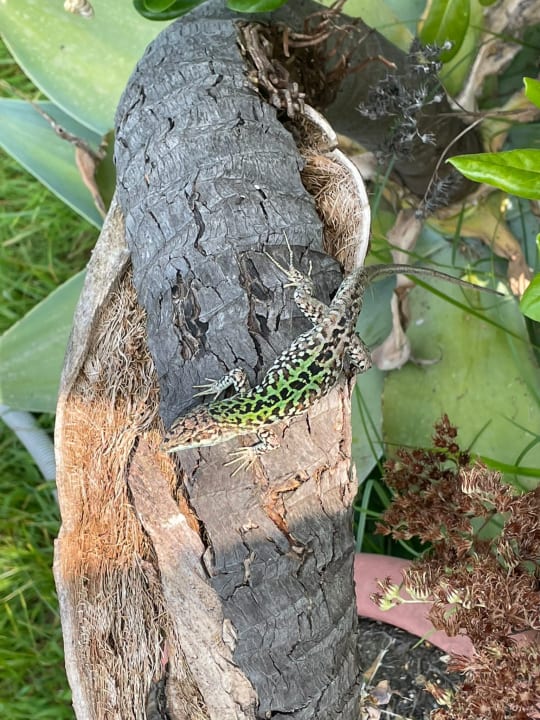 Gartenanlage VOI Tropea Essentia