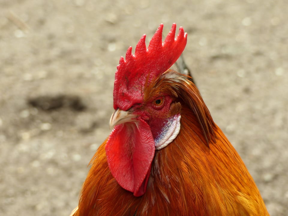 Fauna & Flora auf der Bienanalm LUXGUT - OLIVIA