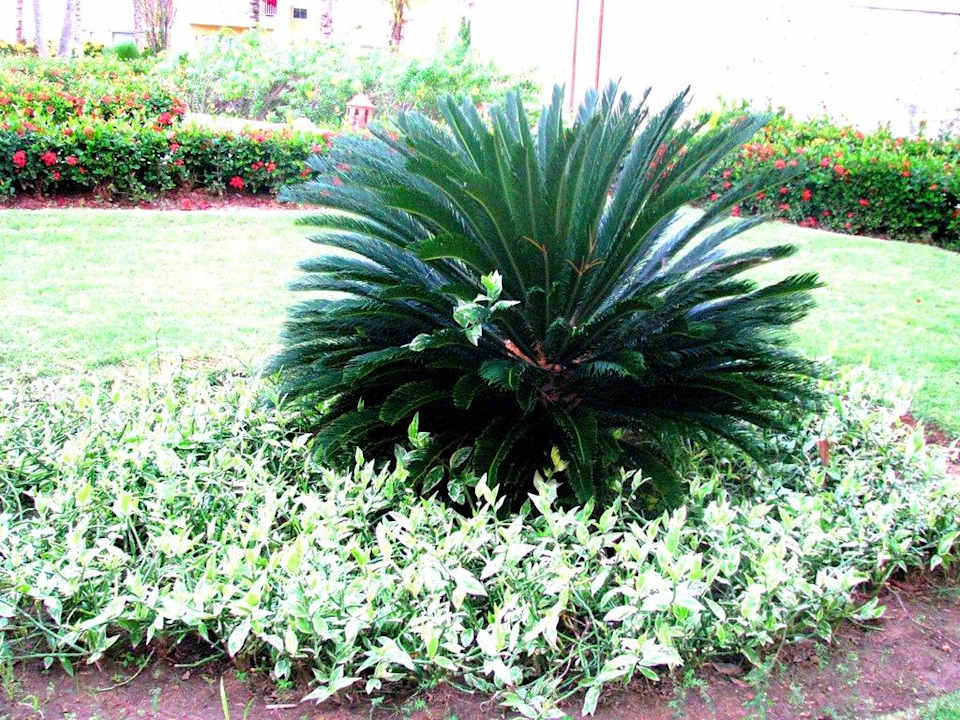 Ogród Grand Palladium Select Bávaro Resort & Spa