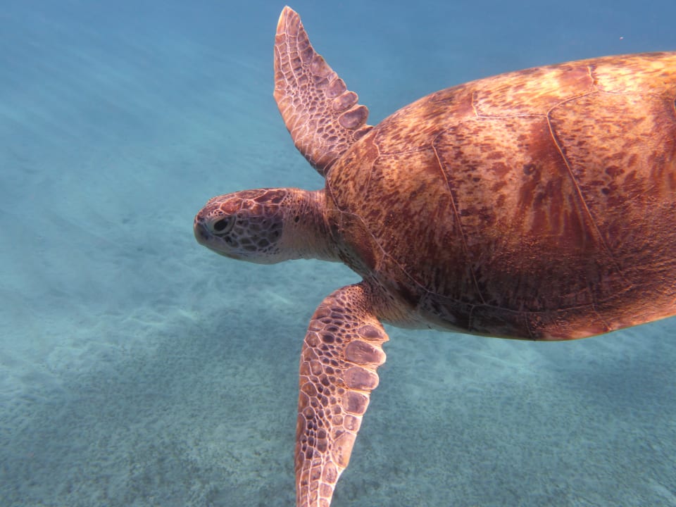 Sport & Freizeit Malikia Resort Abu Dabbab