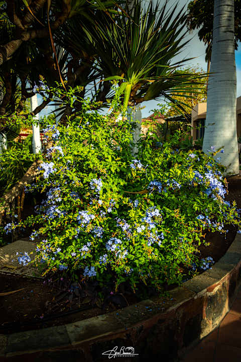 Gartenanlage allsun Hotel Esplendido