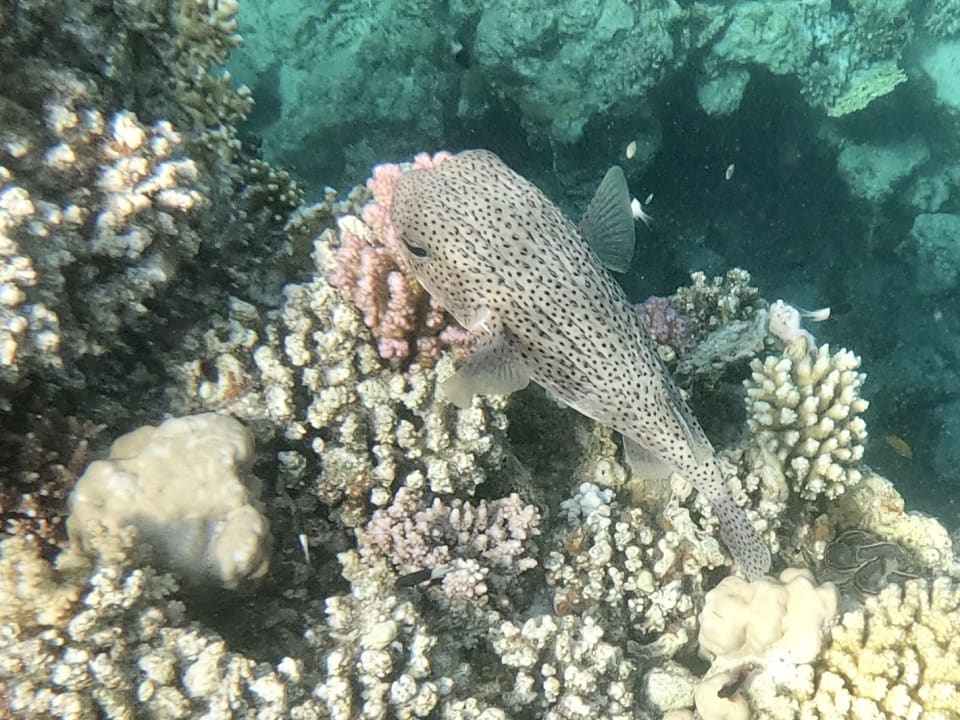 Sport & Freizeit Marina Resort Port Ghalib, a member of Radisson Individuals