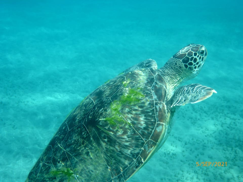 Strand Shams Alam Beach Resort