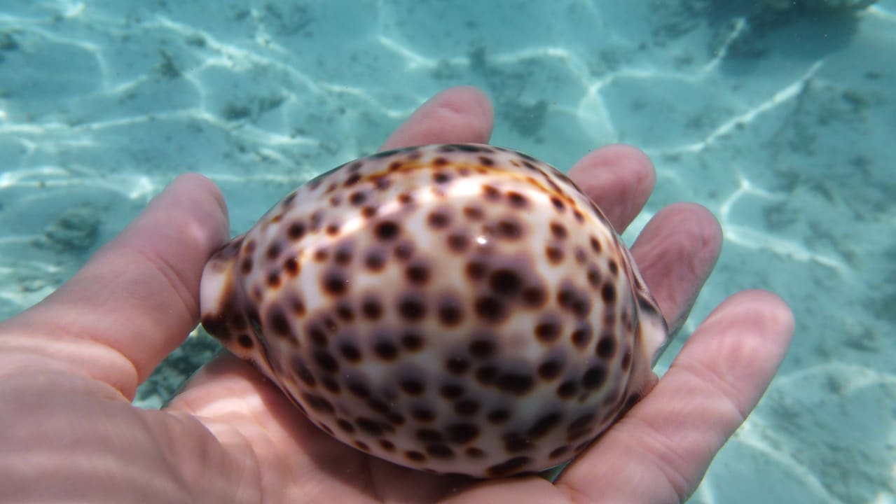 Strand Hotel Riu Palace Maldivas