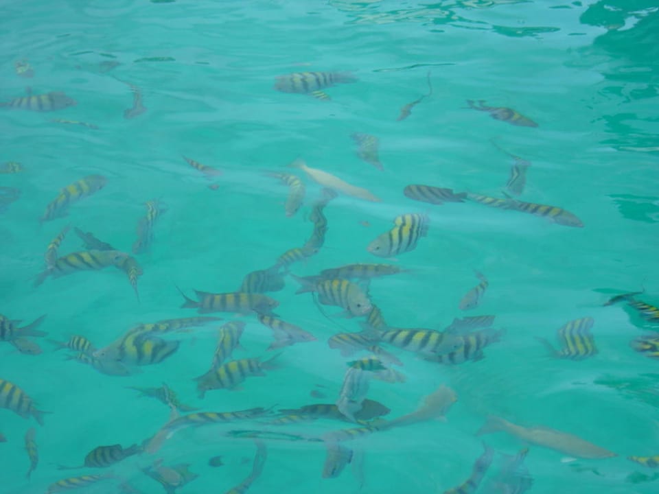 Fische Villas Bavaro Resort & Spa