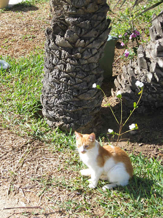 Klene Streuner aber sehr lieb Hotel Rosa Beach