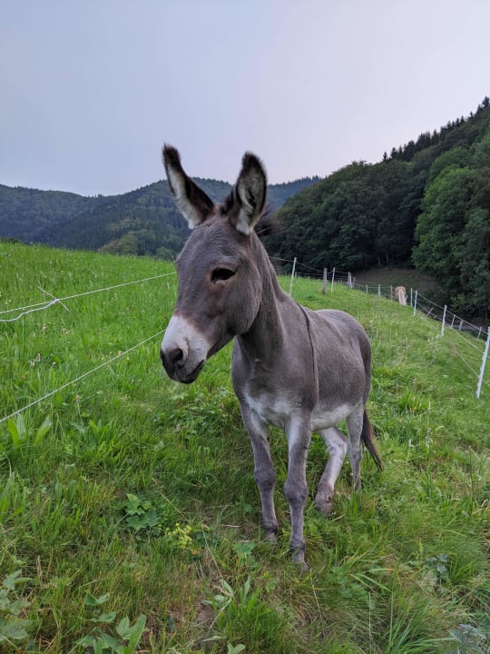 Sonstiges Bauernhof Bernhardenhof