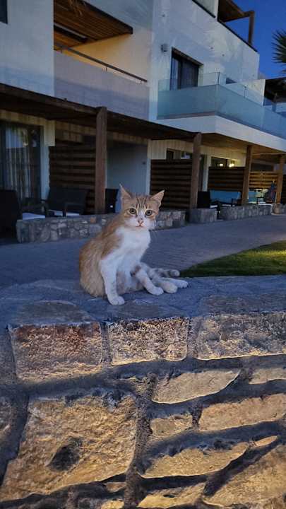 Gartenanlage Atlantica Mikri Poli Crete