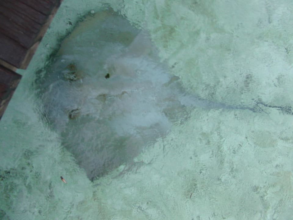 Rochen Cinnamon Hakuraa Huraa Maldives