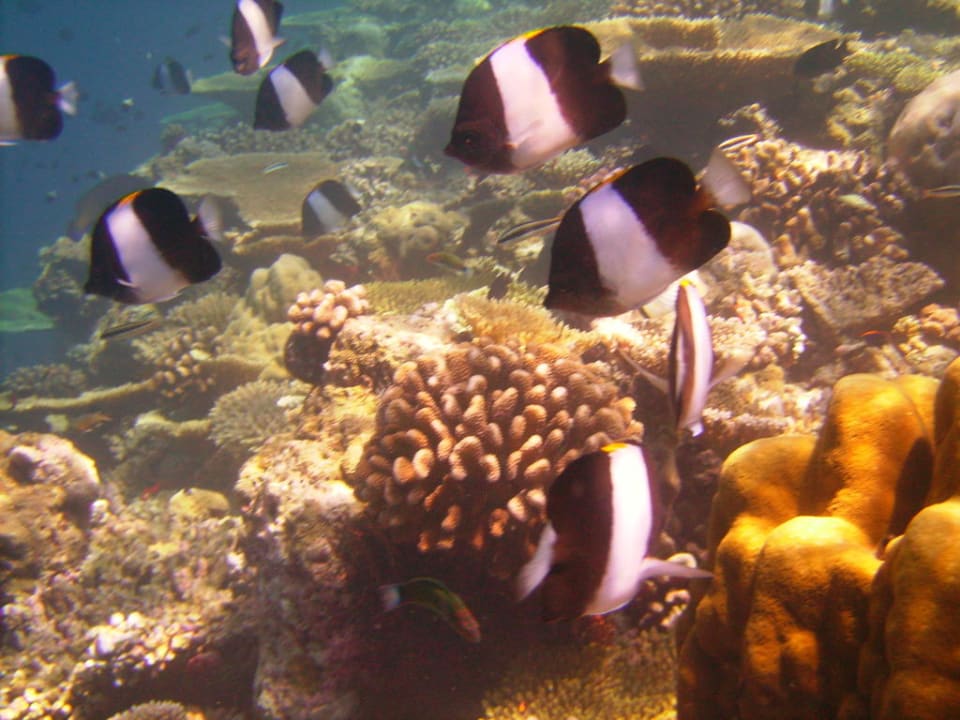 Schnorchelausflug Sun Siyam Vilu Reef