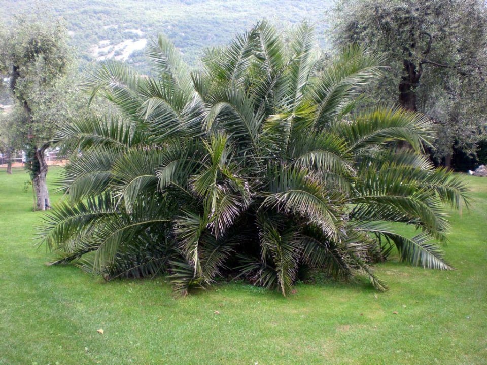 Palme Olivi Club Tennishotel