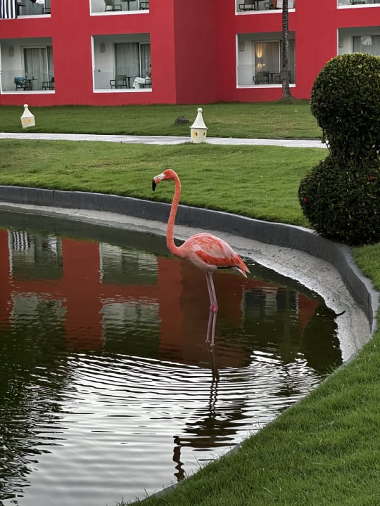 Gartenanlage Caribe Deluxe Princess