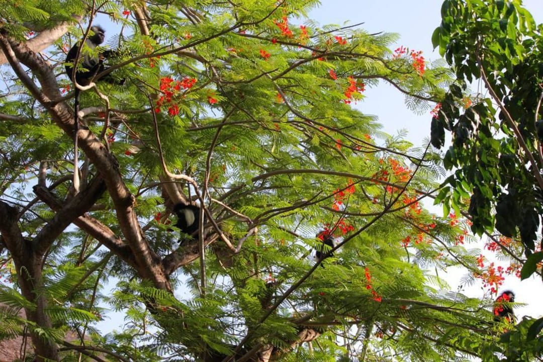 Suchbild: Colobus Affen Hotel Papillon Lagoon Reef