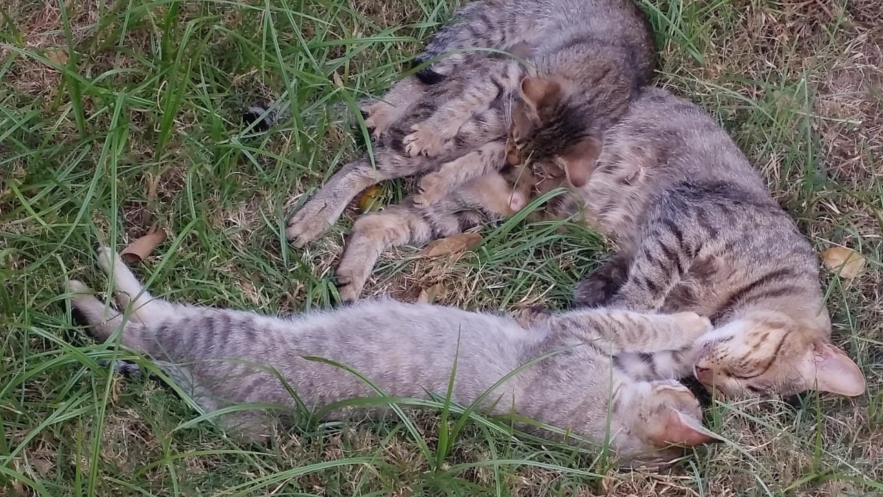 Und noch mehr kleine Kätzchen Özlem Garden Hotel