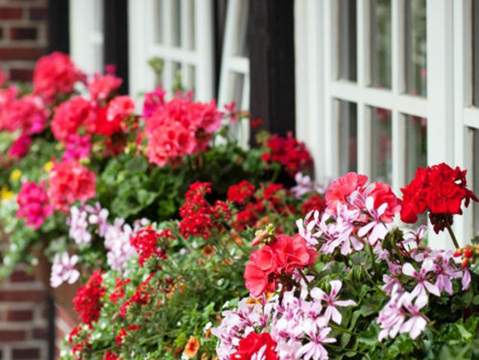 Blumen auf der Terrasse Hotel Blauer Fasan