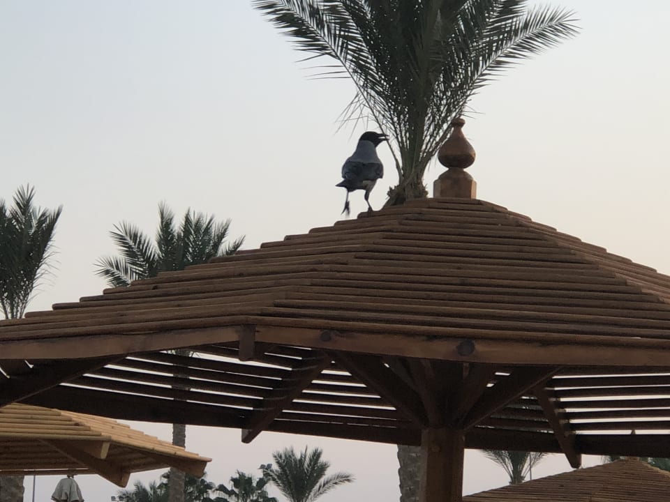 Strand Steigenberger ALDAU Beach Hotel