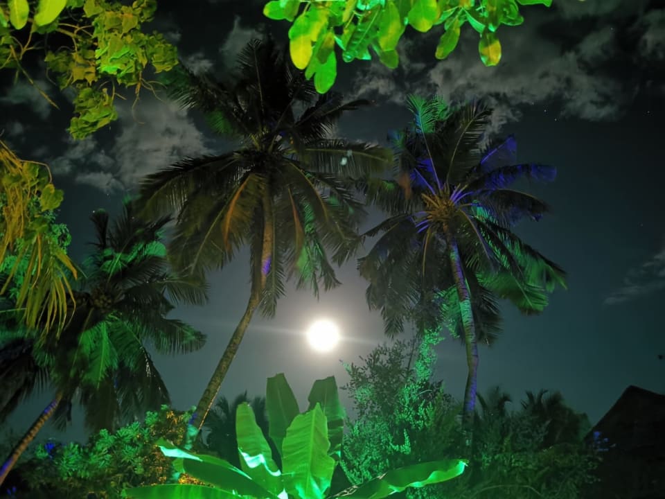 Gartenanlage Cinnamon Dhonveli Maldives