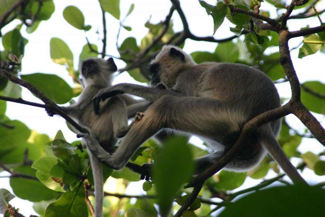 Lemuren im Hotelgarten Hotel Royal Lotus