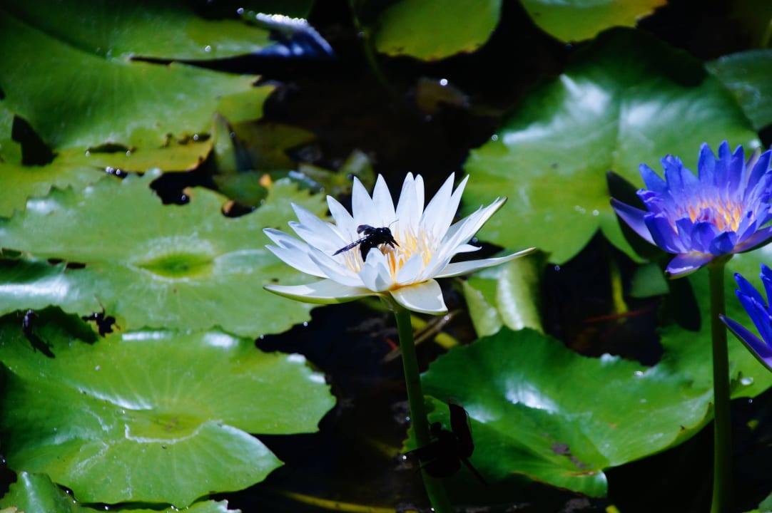 Prachtvoll Hotel Kayumanis Nusa Dua Villa & Spa