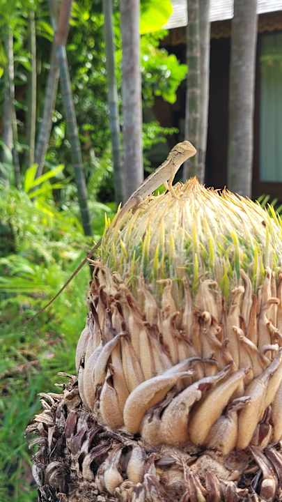 Sonstiges Santhiya Koh Phangan Resort & Spa