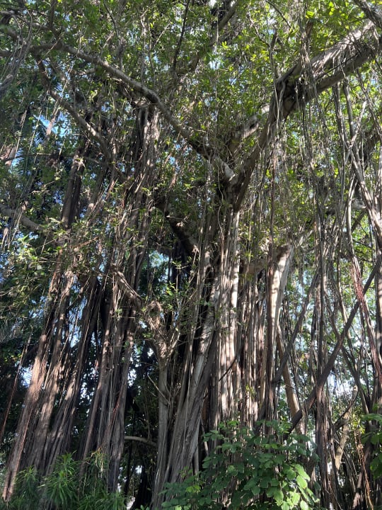 Gartenanlage Kuramathi Maldives