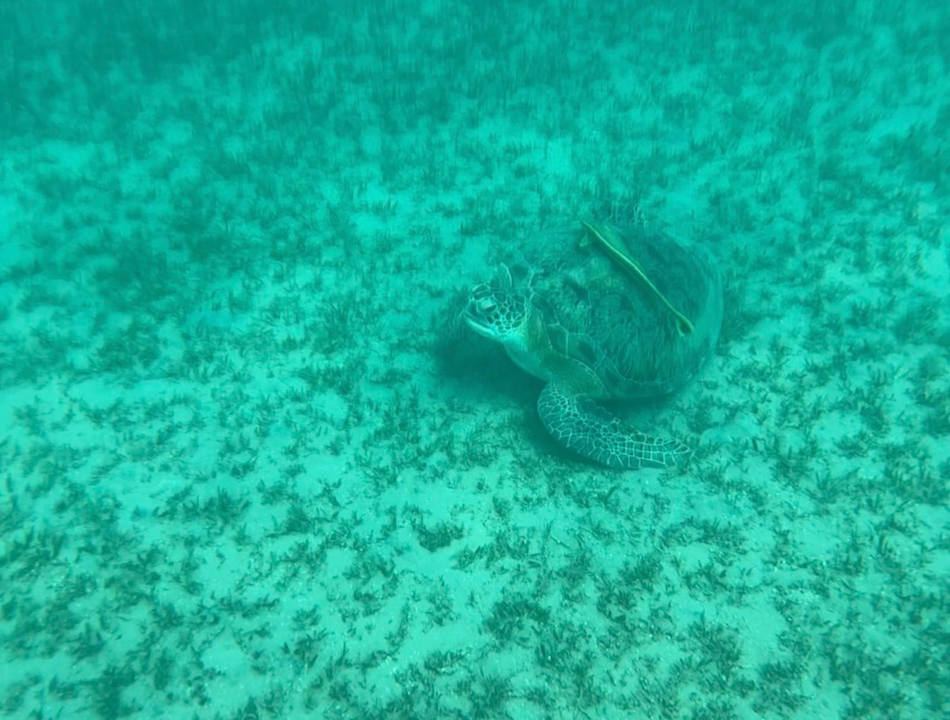 Strand Jaz Makadi Saraya Resort