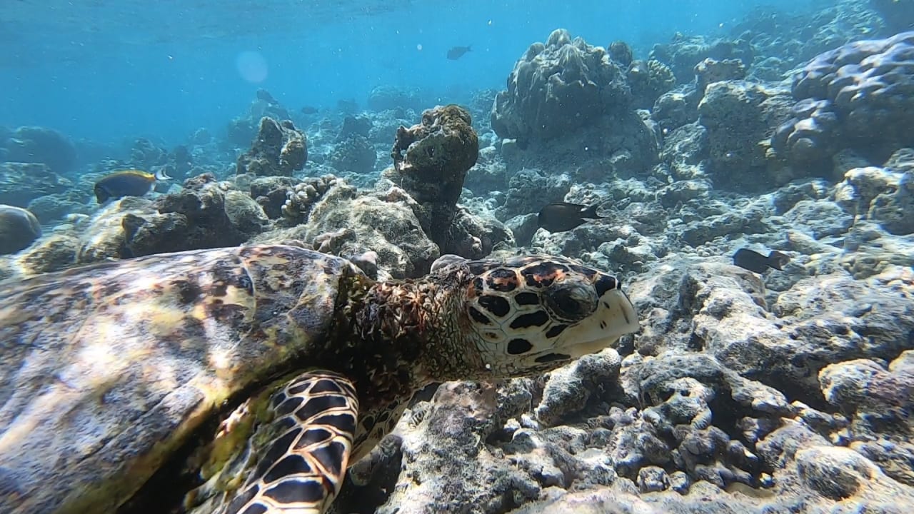 Sport & Freizeit NH Collection Maldives Reethi Resort