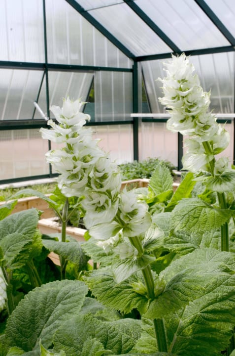 Kräuterglashaus Wilfinger Ring Bio Hotel