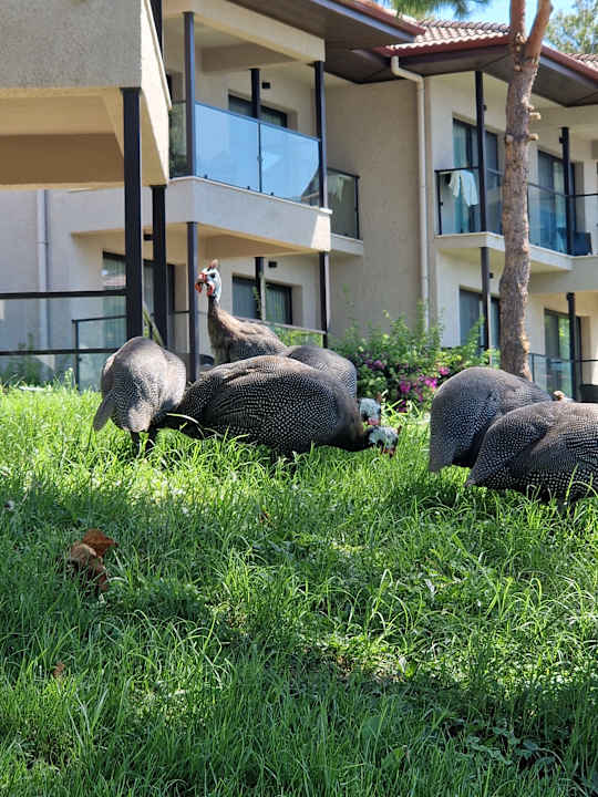 Gartenanlage TUI BLUE Seno - Adults Only