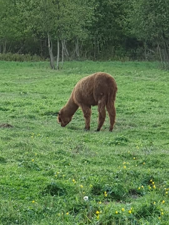 Sonstiges Wolfwood Guest Ranch