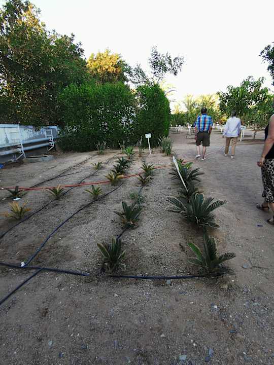Sonstiges Desert Rose