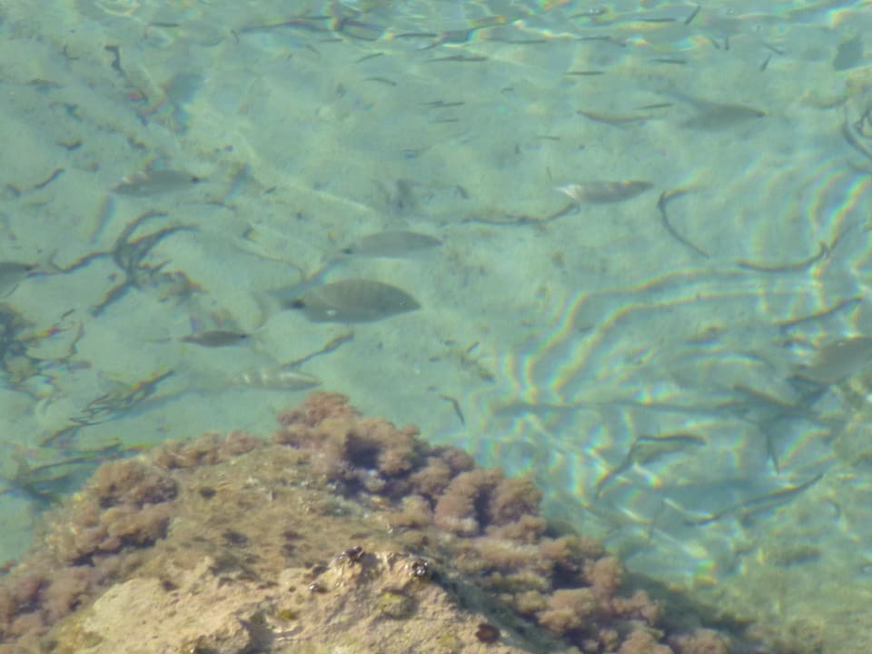 Fische Hotel Babaylon