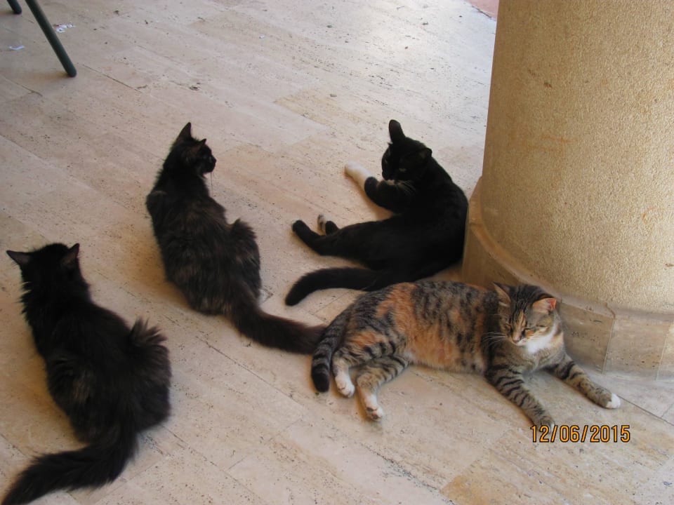 Hotel Kätzchen IC Hotels Airport