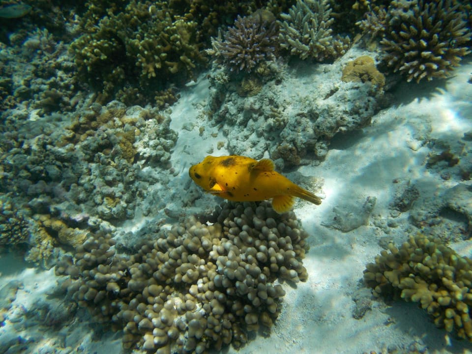 Am Hausriff Summer Island Maldives