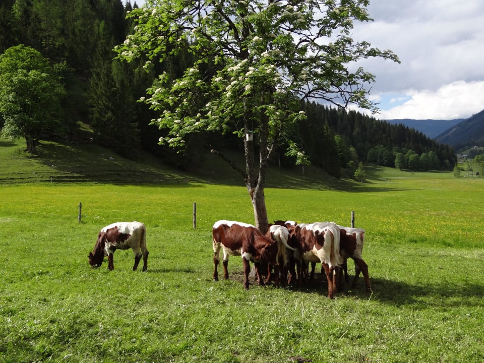 Kälber Biobauernhof Loitzhof