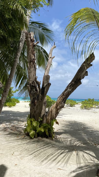 Ausblick Summer Island Maldives