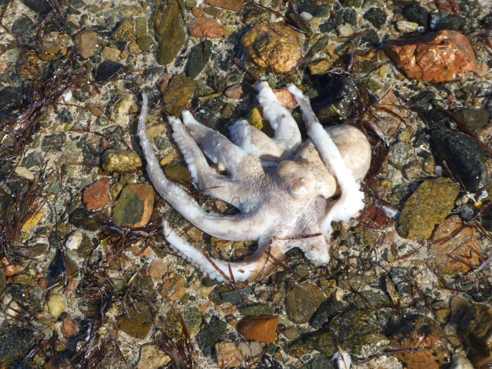 R.I.P Shams Alam Beach Resort