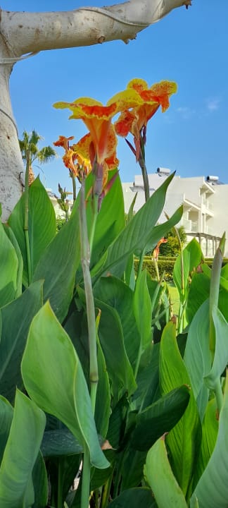 Gartenanlage Amarina Abu Soma Resort & Aquapark