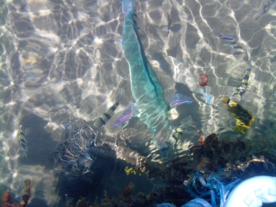 Klares Wasser mit großem Fisch vom Steg Ghazala Gardens