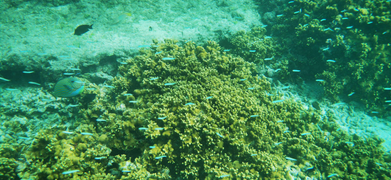 Sport & Freizeit Summer Island Maldives