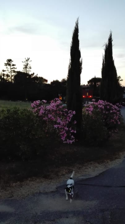 Garten Villa Il Palagio