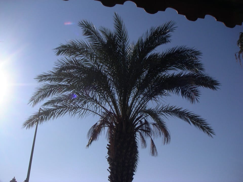 Unsere Palme PALOMA Perissia