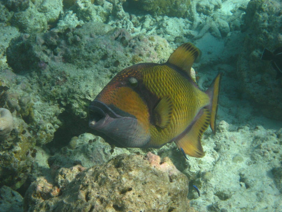 Unterwasserwelt am Hausriff NH Collection Maldives Reethi Resort