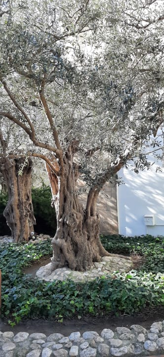 Gartenanlage Alcudia Garden Aparthotel