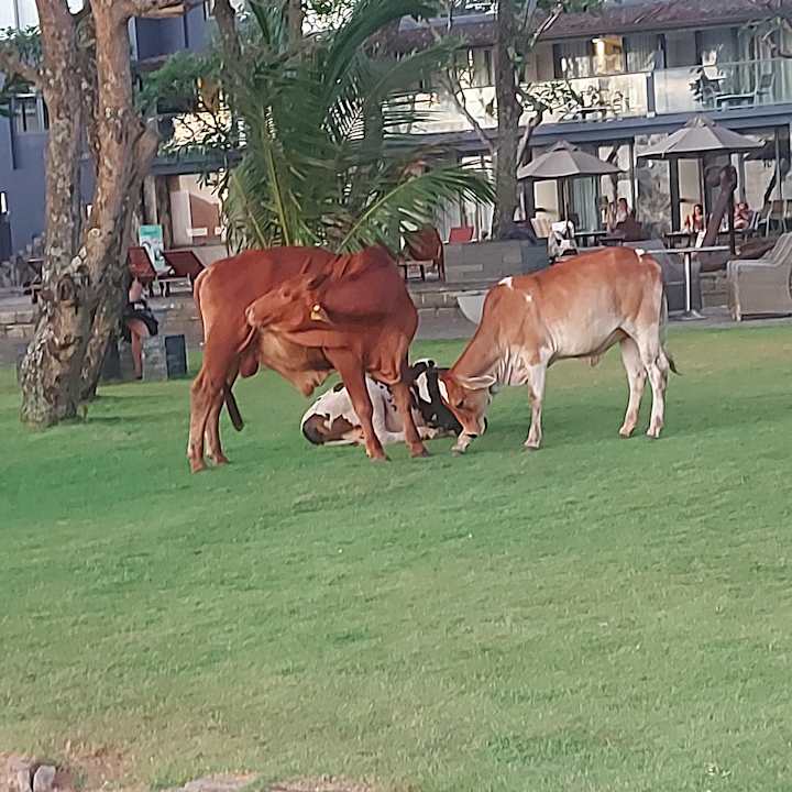 Sonstiges Earl’s Reef Beruwala